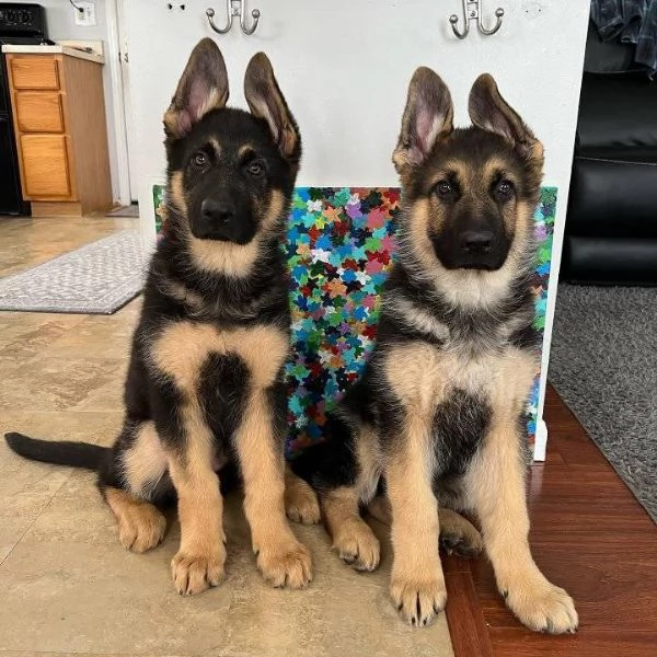 Cuccioli di pastore tedesco