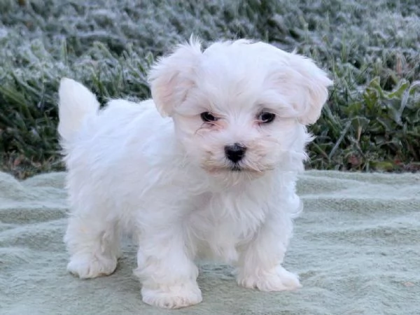 Emma Maltese Puppy | Foto 0