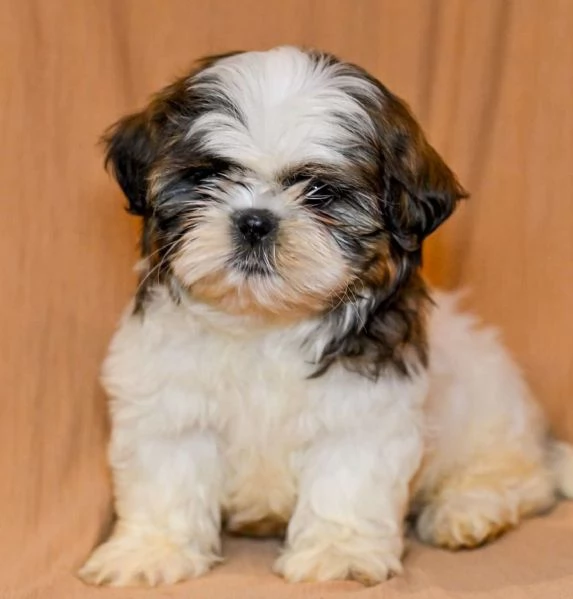Cucciolo di Shih Tzu Ricky | Foto 0