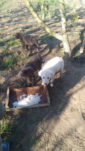 Regalo cuccioli cane taglia medio/grande 