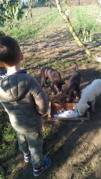 Regalo cuccioli cane taglia medio/grande  | Foto 1