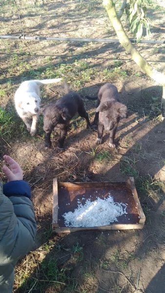 Regalo cuccioli cane taglia medio/grande  | Foto 0