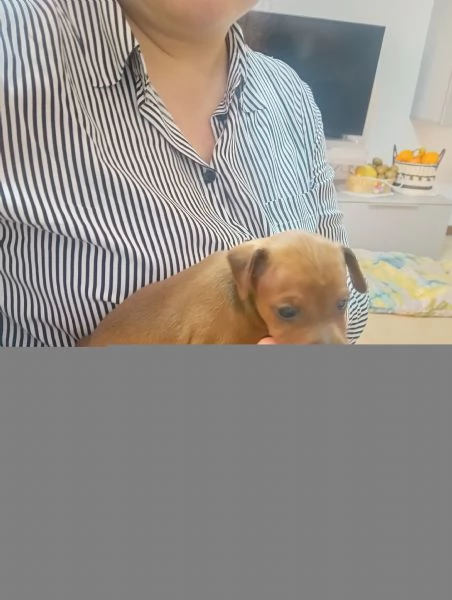 Vendo pinscher | Foto 2