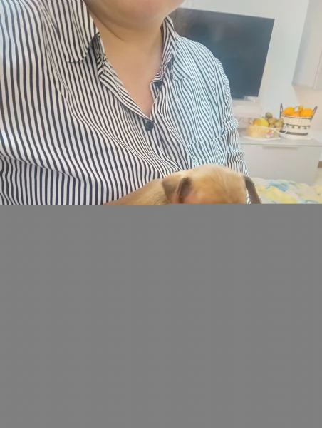 Vendo pinscher | Foto 0