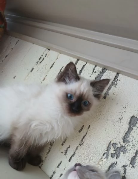 Ragdoll 3 mesi