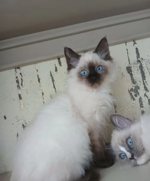 Ragdoll 3 mesi | Foto 3