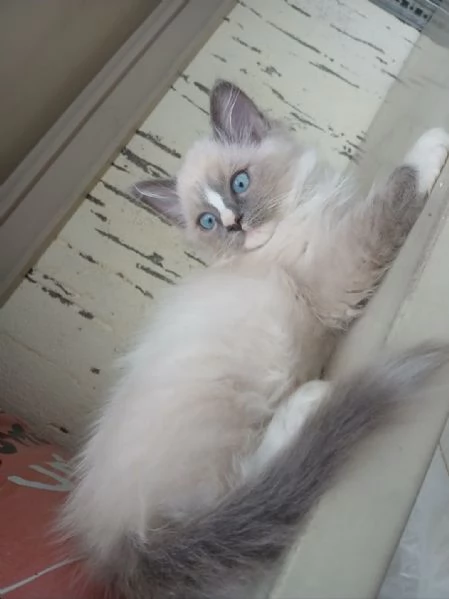 Ragdoll 3 mesi | Foto 2