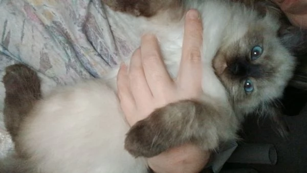 Ragdoll 3 mesi | Foto 1