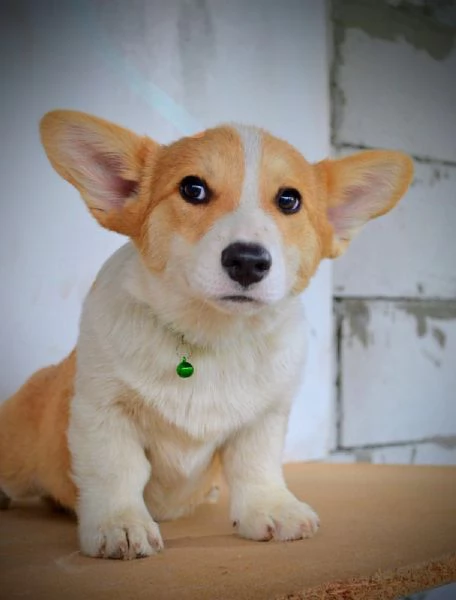 Cuccioli di Pembroke Welsh Corgi | Foto 6