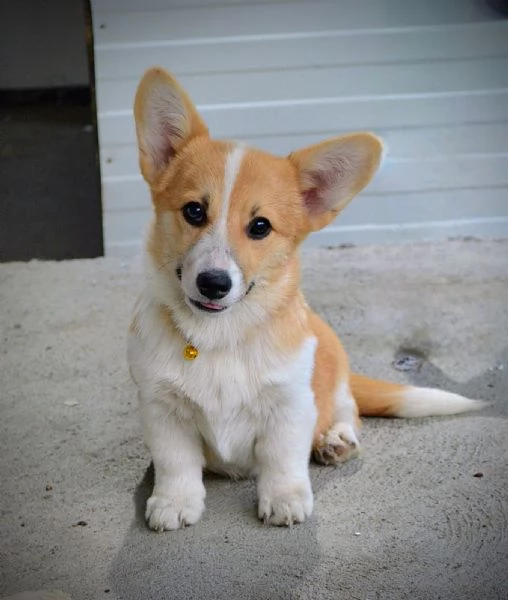Cuccioli di Pembroke Welsh Corgi | Foto 3