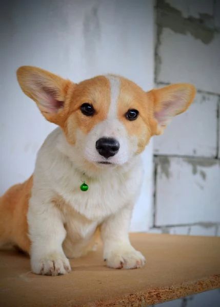 Cuccioli di Pembroke Welsh Corgi