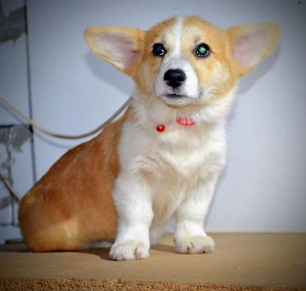 Cuccioli di Pembroke Welsh Corgi | Foto 1