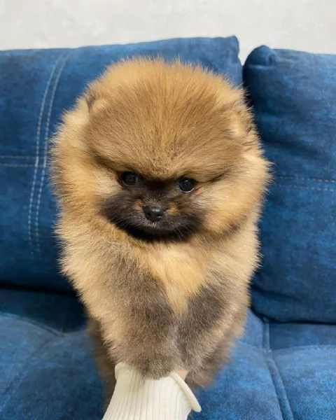 ADORABILI CUCCIOLI DI Pomerania IN ADOZIONE