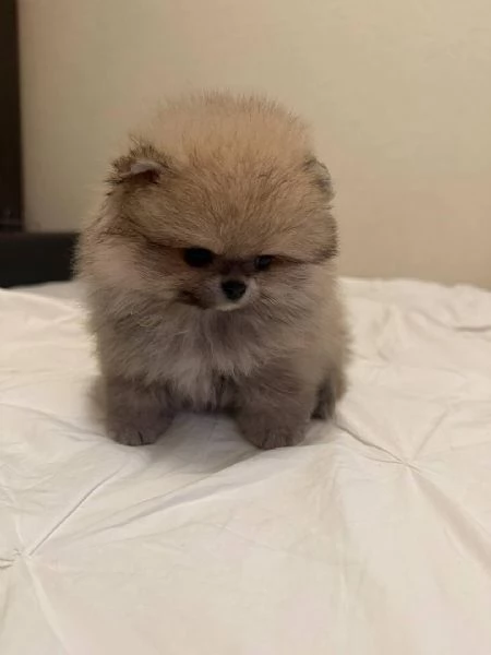 ADORABILI CUCCIOLI DI Pomerania IN ADOZIONE | Foto 0