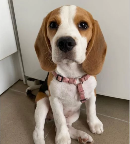 BELLISSIMO BEAGLE IN ADOZIONE