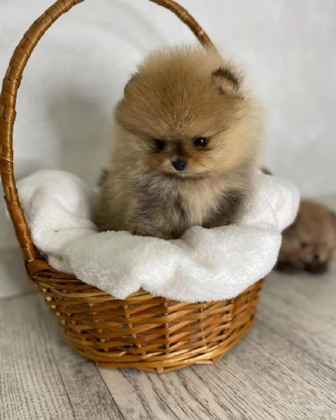 BELLISSIMO CUCCIOLO DI Pomerania DA ADOTTARE E RICERCARE