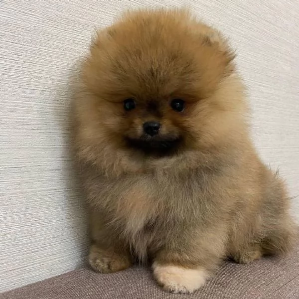 BELLISSIMO CUCCIOLO DI Pomerania DA ADOTTARE E RICERCARE | Foto 2