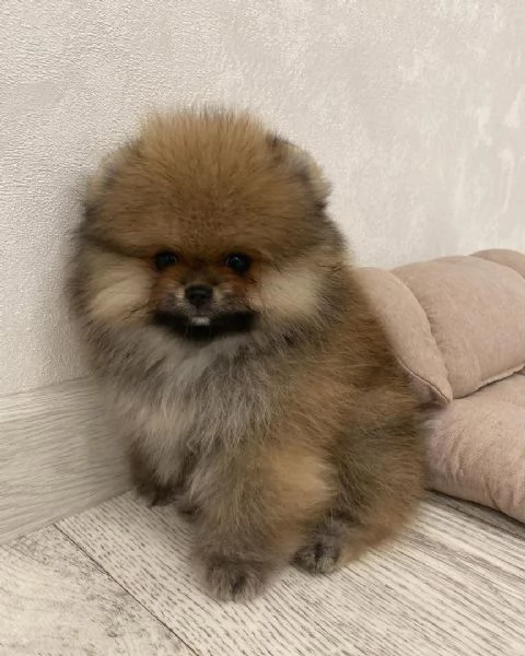 BELLISSIMO CUCCIOLO DI Pomerania DA ADOTTARE E RICERCARE | Foto 0