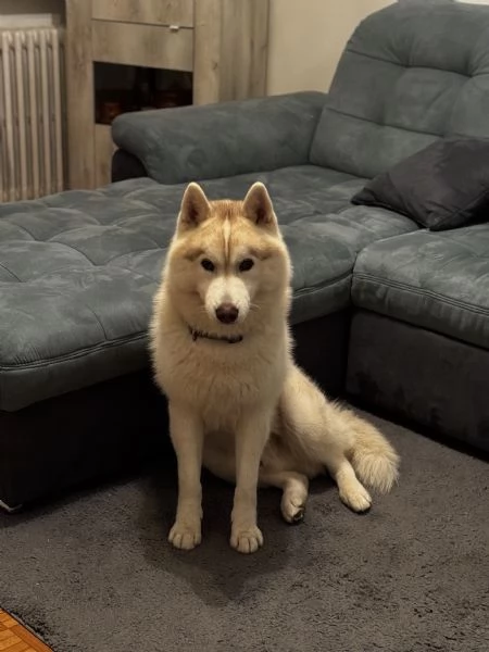 Accoppiamento per Siberian Husky Maschio