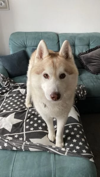 Accoppiamento per Siberian Husky Maschio | Foto 1