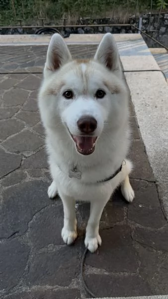 Accoppiamento per Siberian Husky Maschio | Foto 0