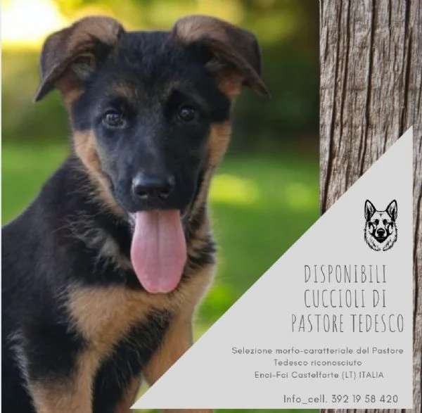 Disponibili cuccioli di pastore tedesco