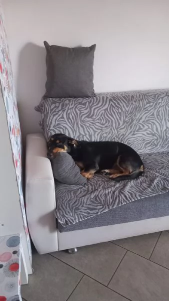 Regalo cucciolo di un anno