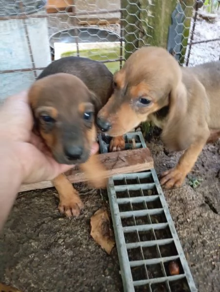 Vendo cuccioli segugio italiano