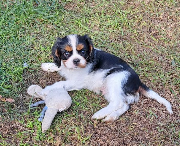 1 cucciolo cavalier king charles spaniel | Foto 0