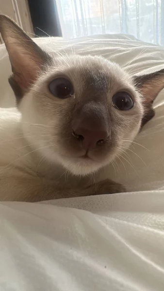 Siamesi pura razza gattino