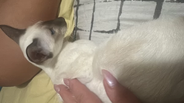 Siamesi pura razza gattino | Foto 2