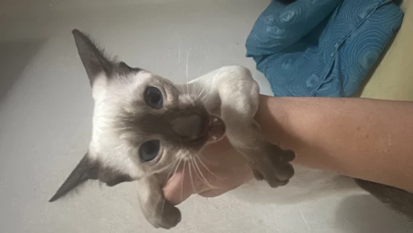 Siamesi pura razza gattino | Foto 0