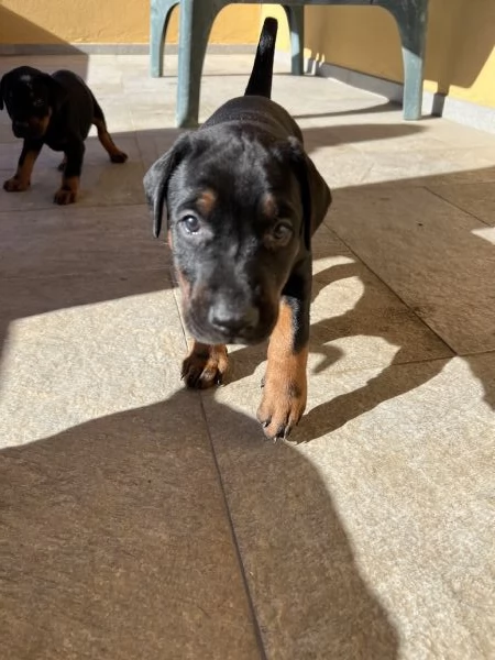 Cuccioli Dobermann