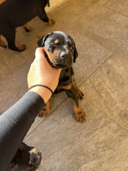 Cuccioli Dobermann | Foto 5