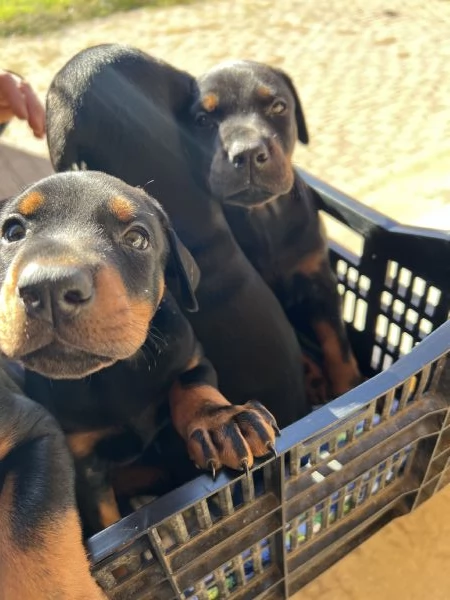 Cuccioli Dobermann | Foto 3
