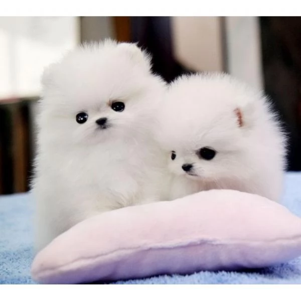  VOLPINO DELLA POMERANIA ALLEVAMENTO PROFESSIONALE