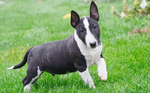 Cucciolo di Bull terrier disponibili | Foto 0