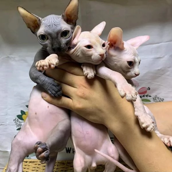 Gatti sphynx bellissimi cuccioli