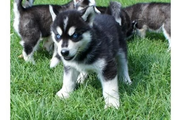  Siberian Husky cuccioli sono pronti ad uscire  | Foto 0