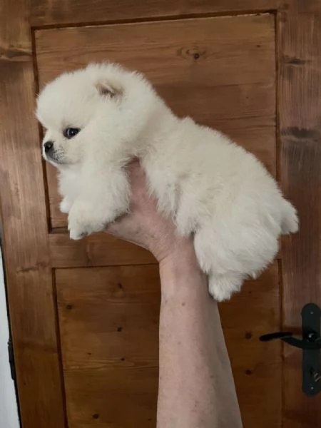 adorabili cuccioli di Pomerania