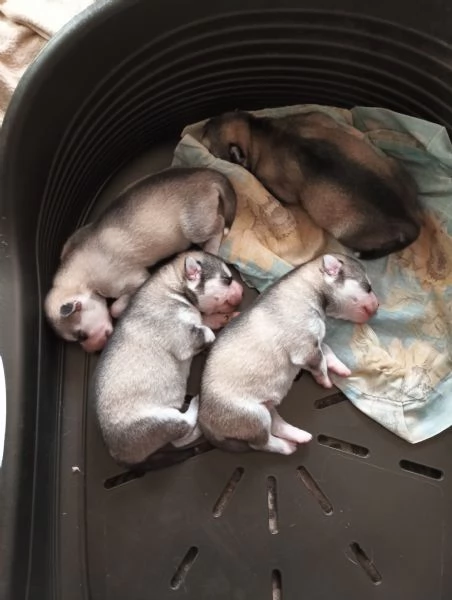 Cucciolo di siberian husky cerca casa