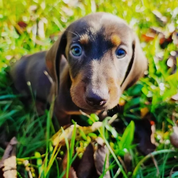 Bellissimi cuccioli di bassotto nano color cioccolato, pronti per le loro nuove case. | Foto 4