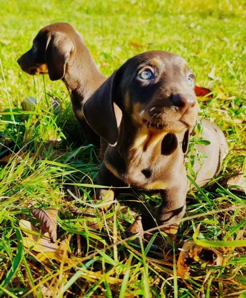 Bellissimi cuccioli di bassotto nano color cioccolato, pronti per le loro nuove case. | Foto 2