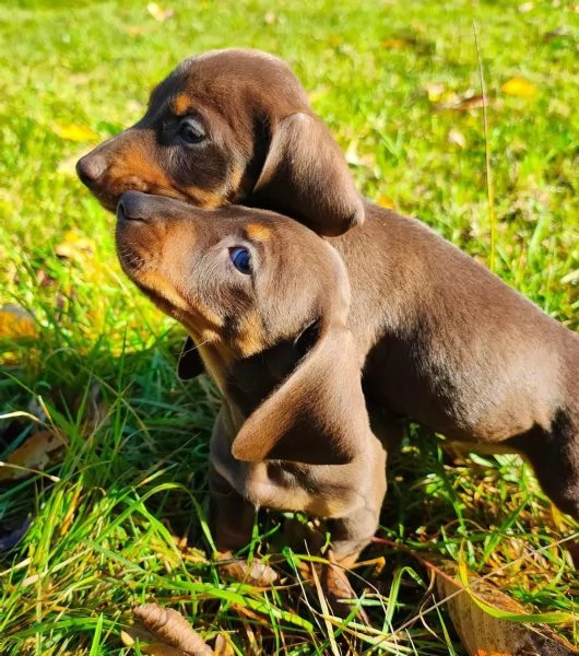 Bellissimi cuccioli di bassotto nano color cioccolato, pronti per le loro nuove case.