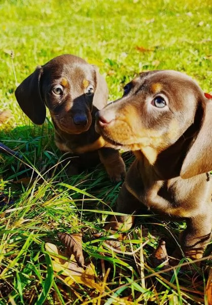 Bellissimi cuccioli di bassotto nano color cioccolato, pronti per le loro nuove case. | Foto 0