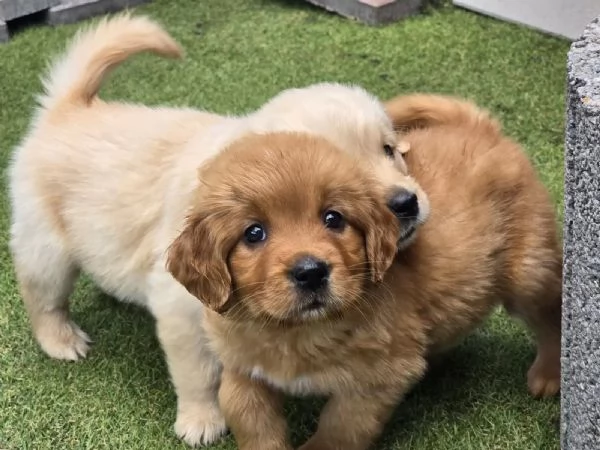 Cuccioli Golden Retriever con pedigree ENCI | Foto 1