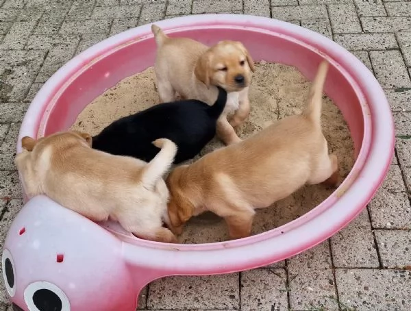 Cuccioli Golden Retriever con pedigree ENCI | Foto 0