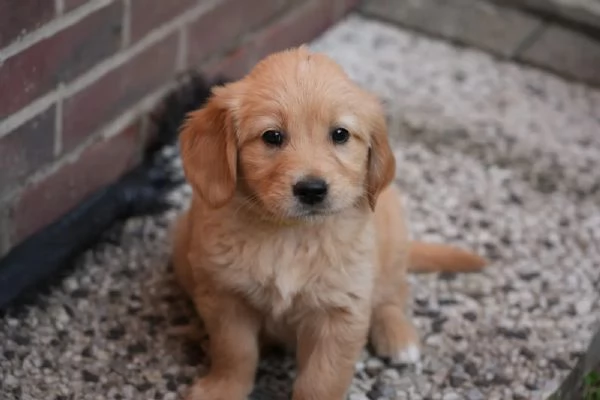 Cuccioli di Golden Retriever con pedigree | Foto 5