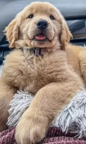 Cuccioli di Golden Retriever con pedigree | Foto 4