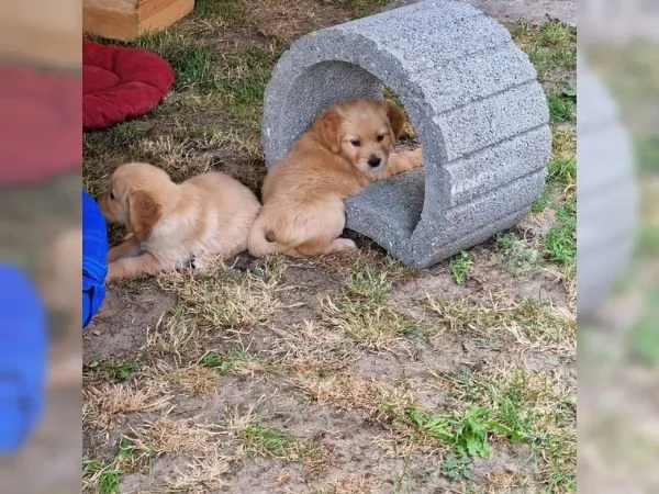 Cuccioli di Golden Retriever con pedigree | Foto 0